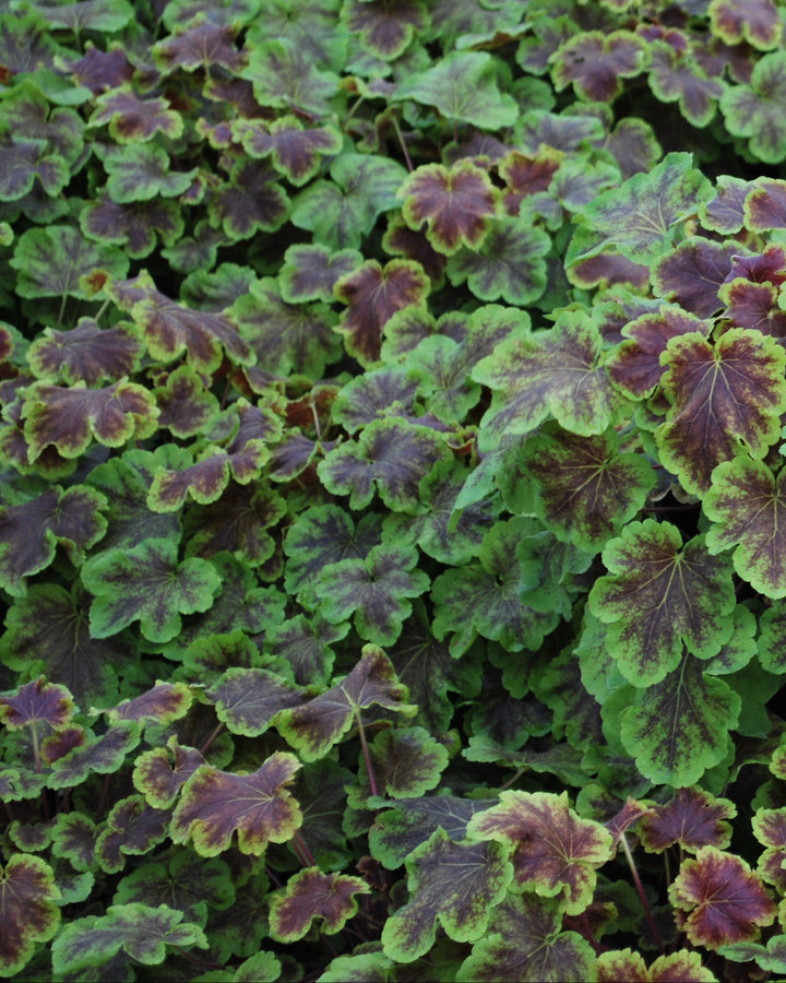 Heucherella 'Solar Eclipse' (Foamy Bells)
