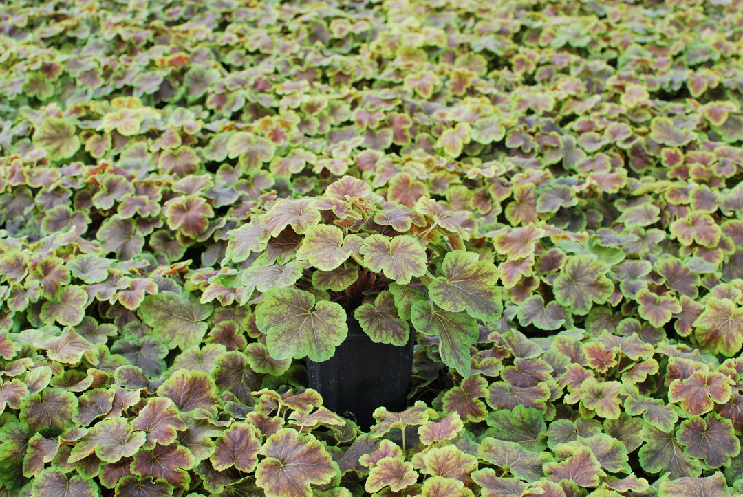 Heucherella 'Solar Eclipse' (Foamy Bells)