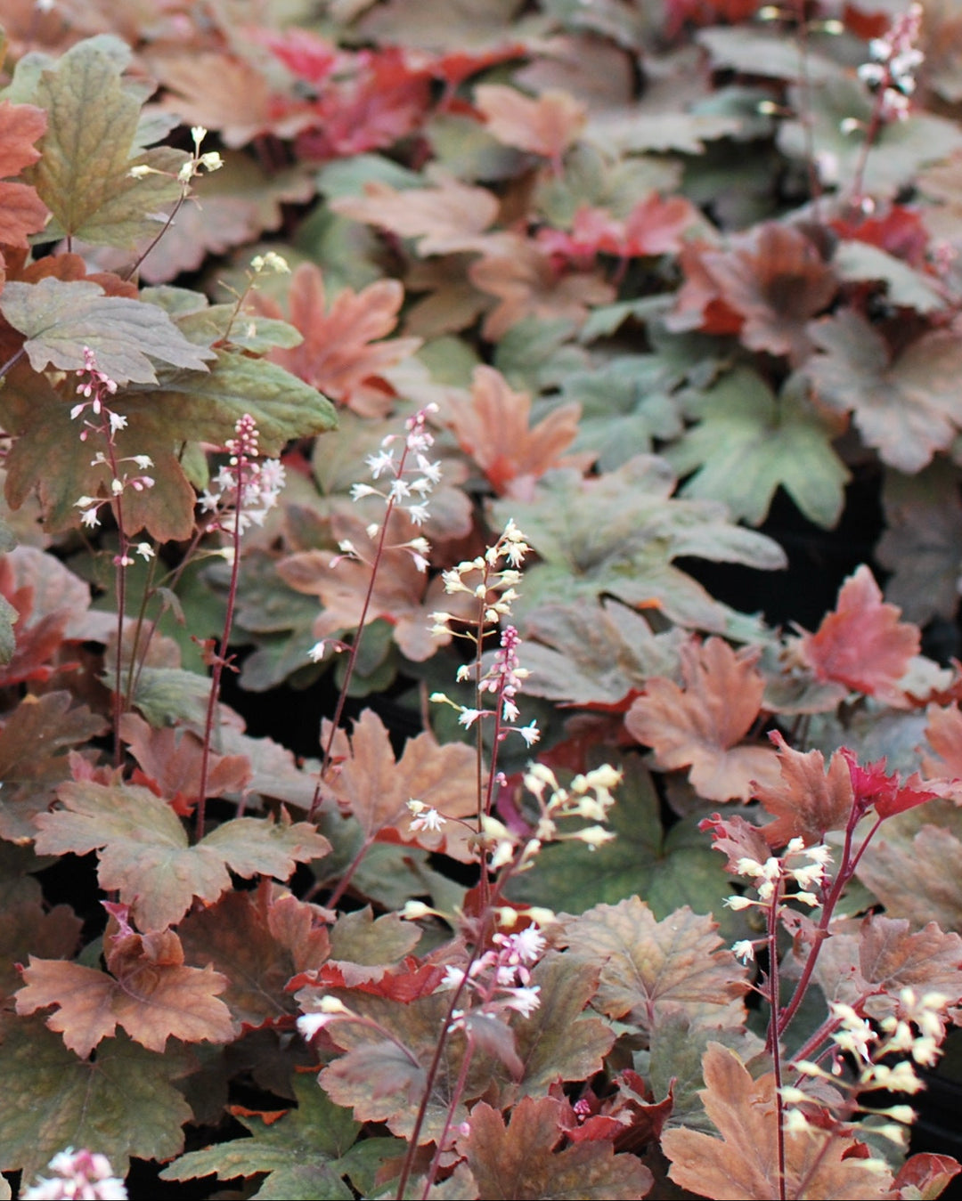 Heucherella 'Sweet Tea' (Foamy Bells)