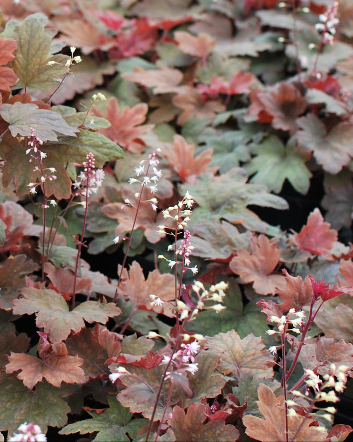 Heucherella 'Sweet Tea' (Foamy Bells)