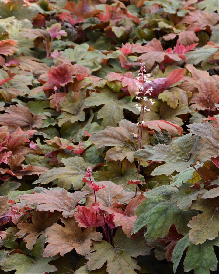 Heucherella 'Sweet Tea' (Foamy Bells)