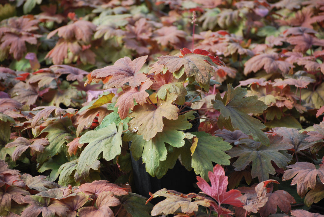 Heucherella 'Sweet Tea' (Foamy Bells)