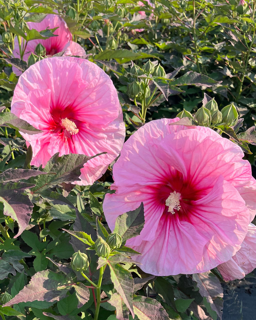 Hibiscus Summerific® 'All Eyes on Me' (Hardy Hibiscus)