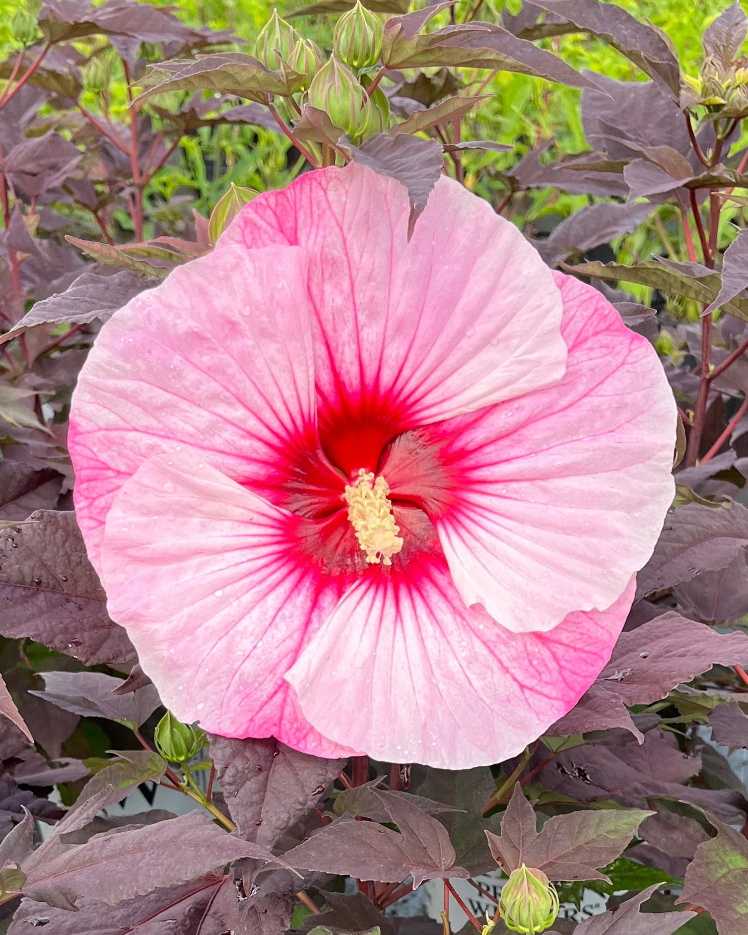 Hibiscus Summerific® 'Edge of Night' (Hardy Hibiscus) – Perennial