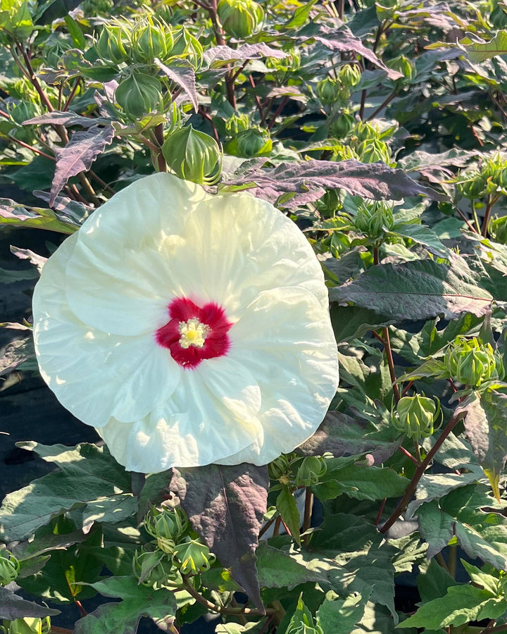 Hibiscus Summerific® 'French Vanilla' (Hardy Hibiscus)
