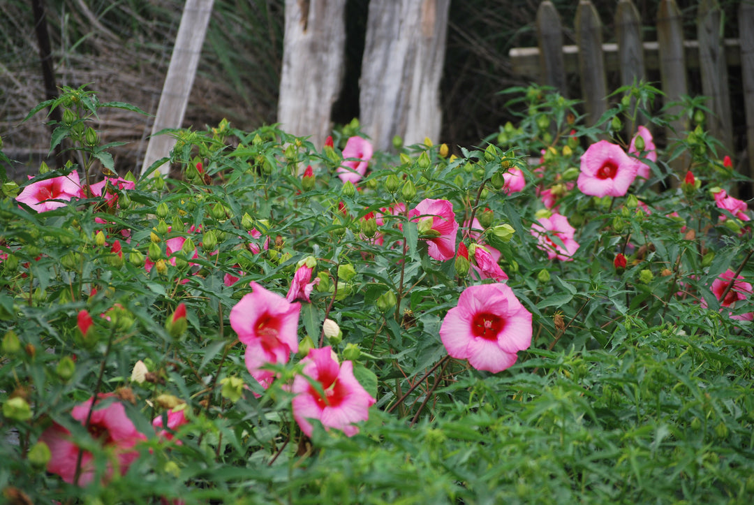 Hibiscus moscheutos 'Lady Baltimore' (Hardy Hibiscus)