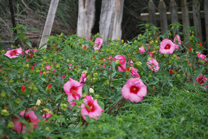 Hibiscus moscheutos 'Lady Baltimore' (Hardy Hibiscus)