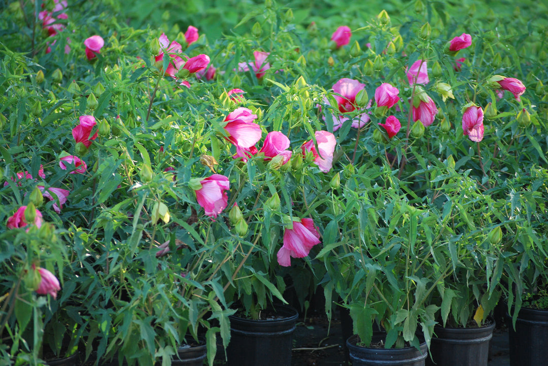 Hibiscus moscheutos 'Lady Baltimore' (Hardy Hibiscus)