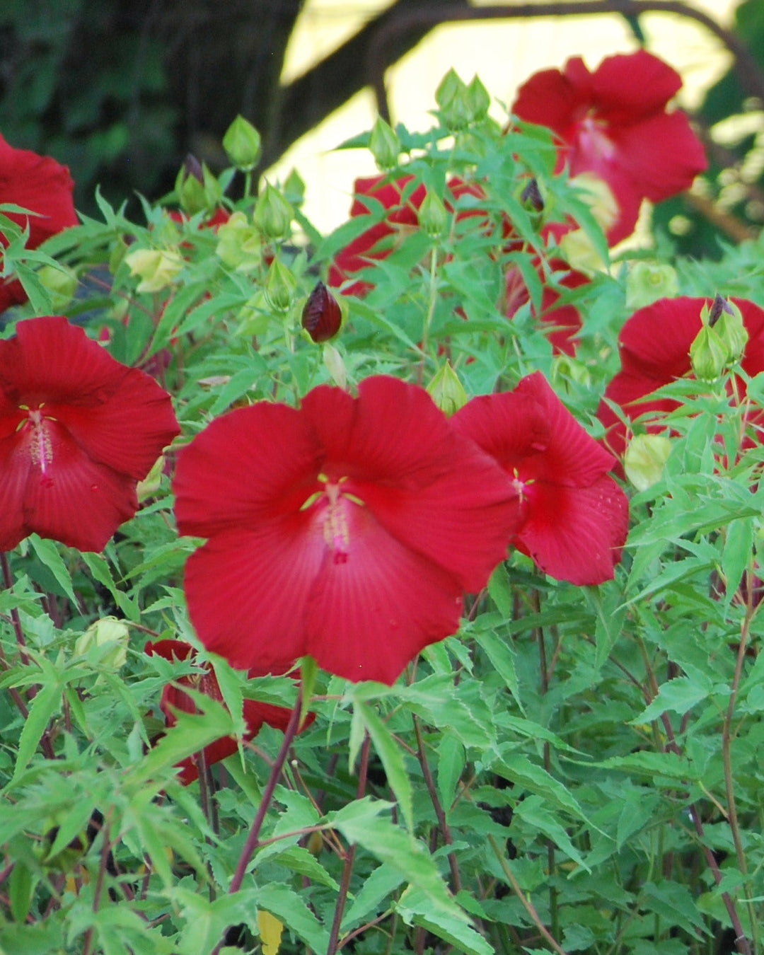 Hibiscus moscheutos 'Lord Baltimore' (Hardy Hibiscus)