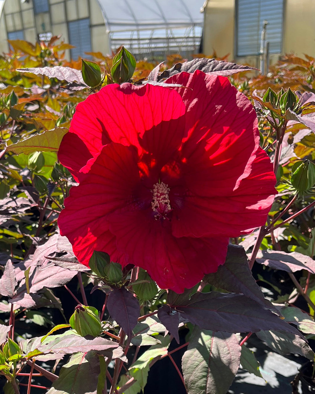 midnight marvel plant elephant ears Hibiscus x 'Midnight Marvel' (Hardy Hibiscus) – Perennial Farm Marketplace