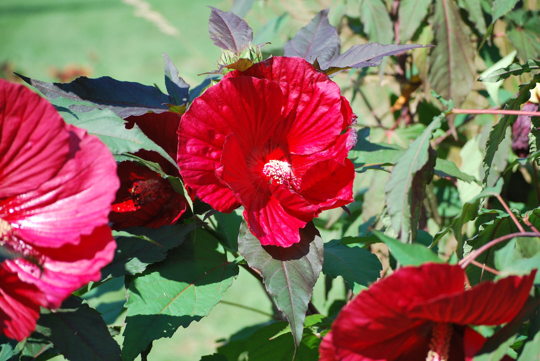 Hibiscus x 'Midnight Marvel' (Hardy Hibiscus)