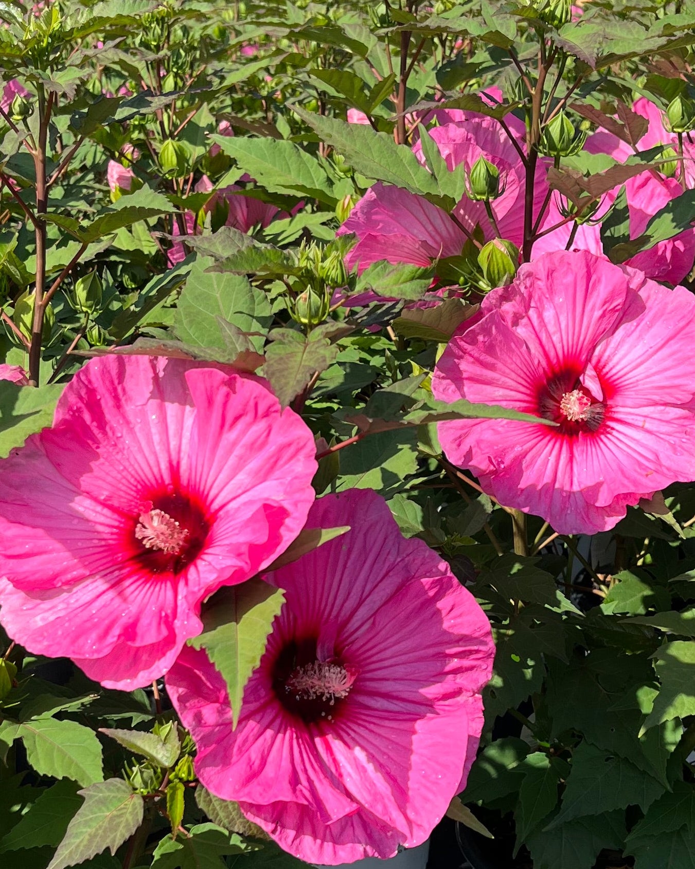 Hibiscus Summerific® 'Candy Crush' (Hardy Hibiscus) – Perennial
