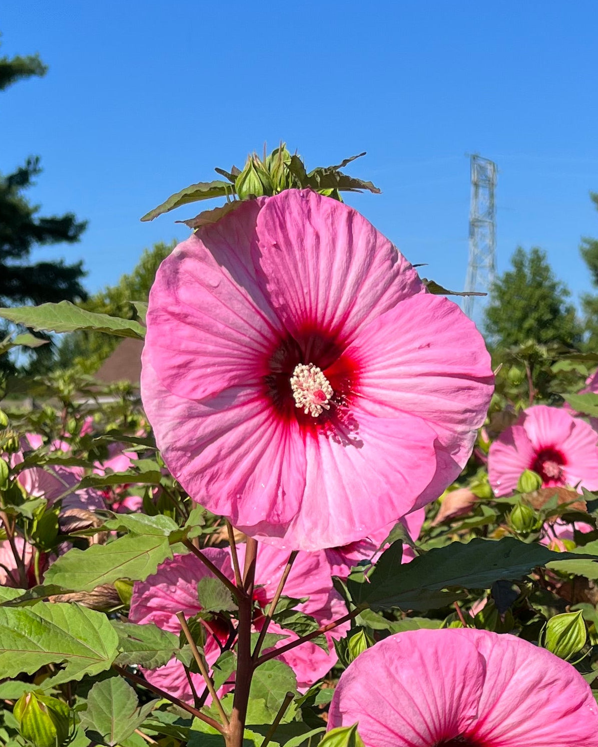 Hibiscus Summerific® 'Candy Crush' (Hardy Hibiscus) – Perennial