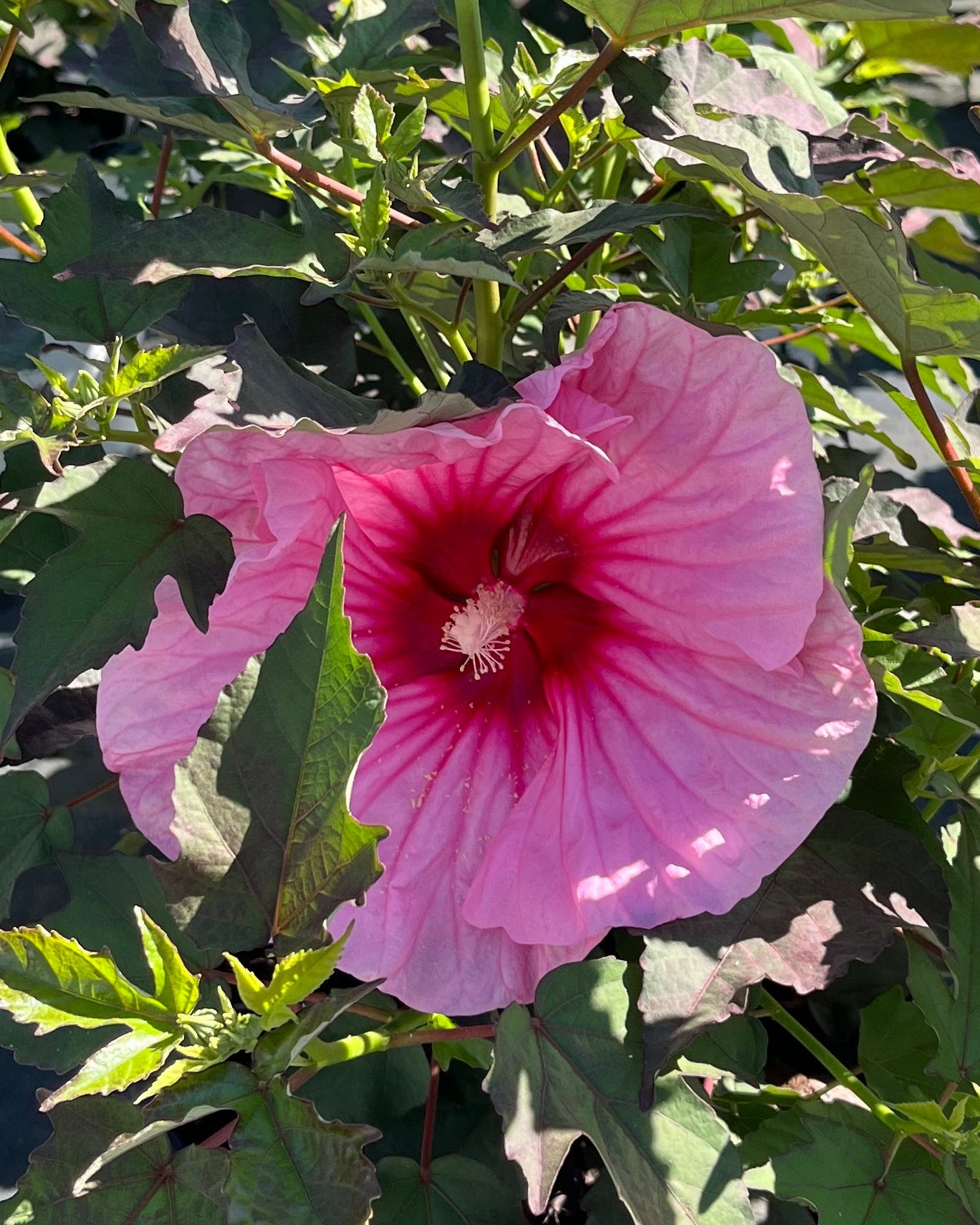 Hibiscus Summerific® 'Candy Crush' (Hardy Hibiscus) – Perennial