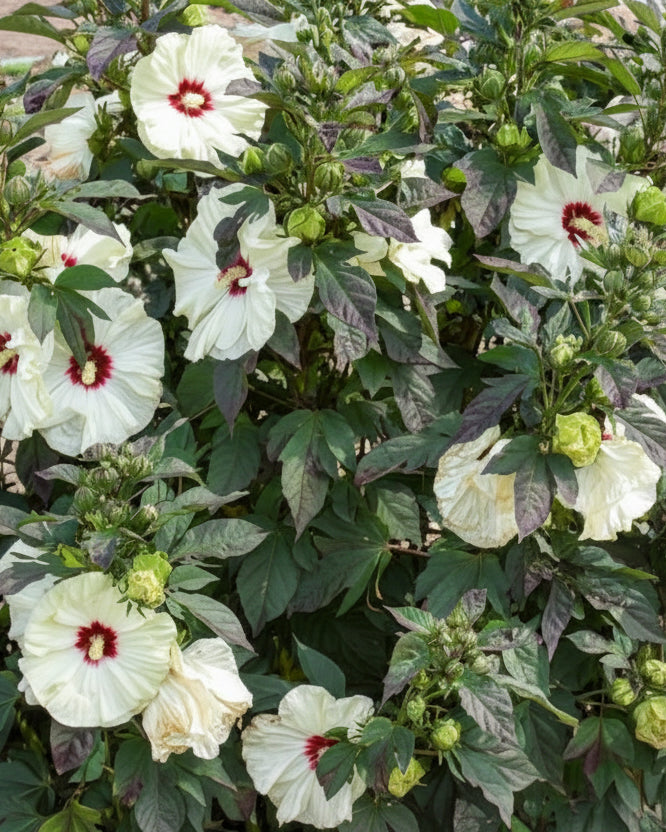 Hibiscus Summerific® ‘Coconut Cream’ (Hardy Hibiscus)