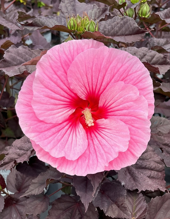 Hibiscus Summerific® 'Edge of Night' (Hardy Hibiscus)