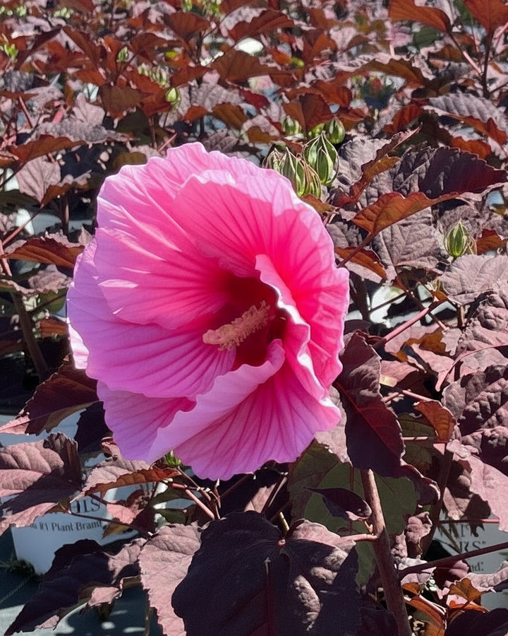 Hibiscus Summerific® 'Edge of Night' (Hardy Hibiscus)