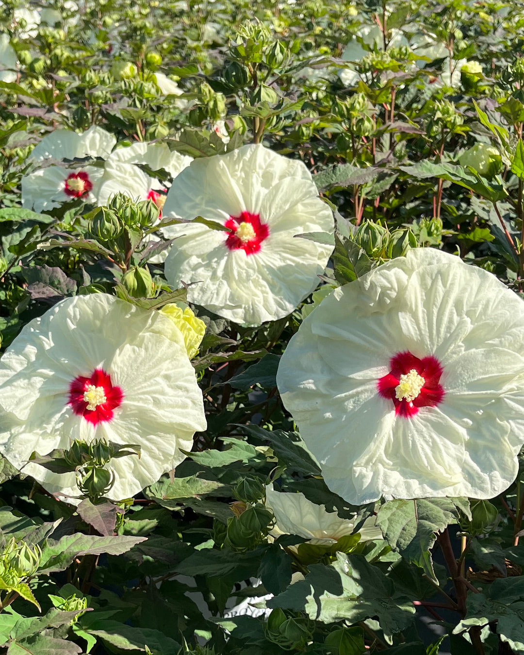 Hibiscus Summerific® 'French Vanilla' (Hardy Hibiscus)