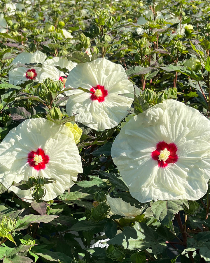 Hibiscus Summerific® 'French Vanilla' (Hardy Hibiscus)