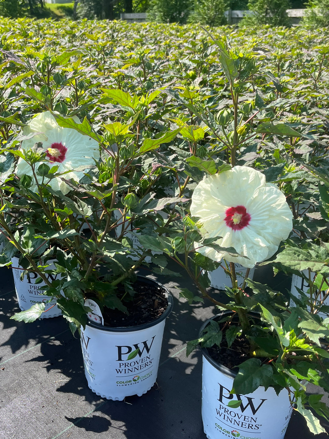 Hibiscus Summerific® 'French Vanilla' (Hardy Hibiscus)