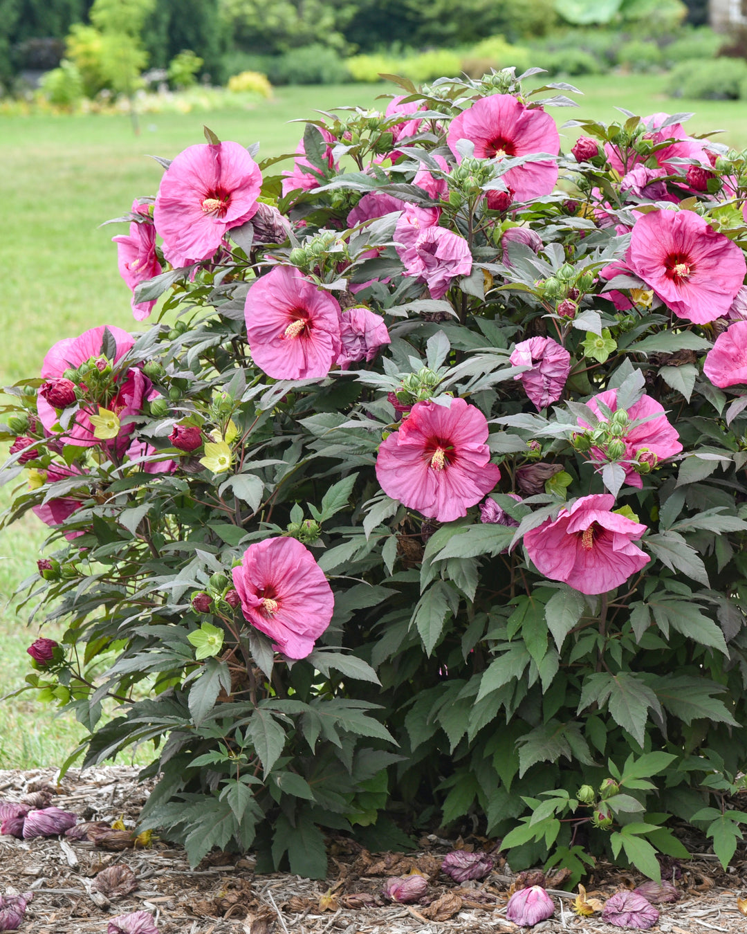 Hibiscus Summerific® ‘Berry Awesome’ (Hardy Hibiscus)