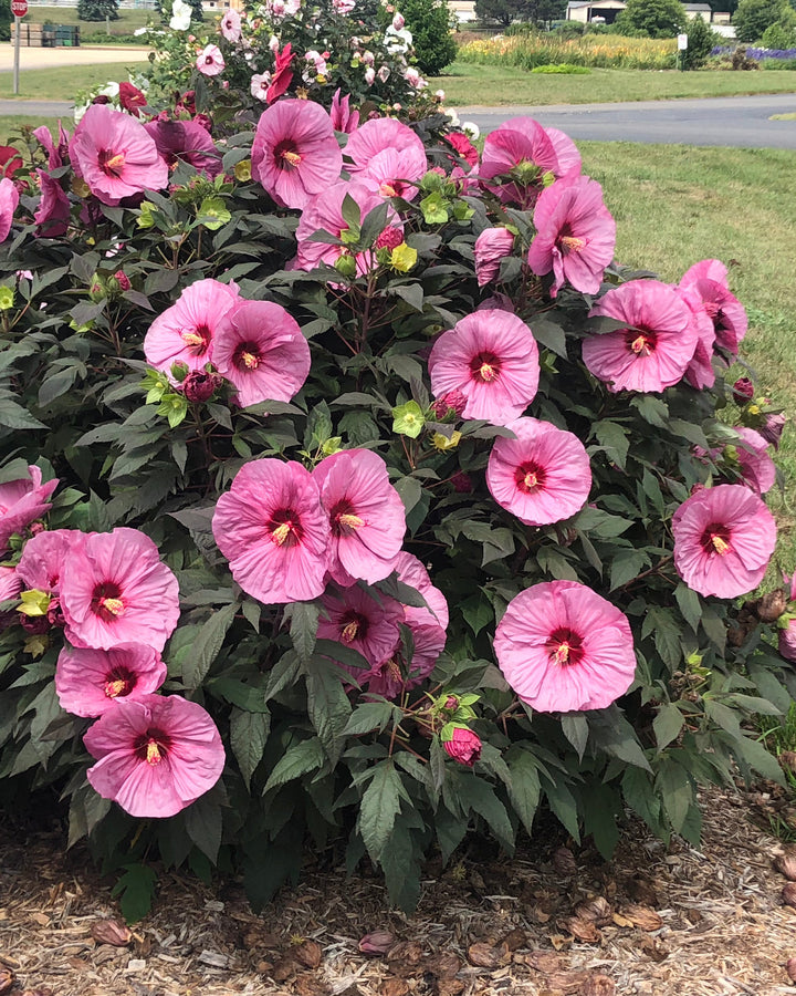 Hibiscus Summerific® ‘Berry Awesome’ (Hardy Hibiscus)