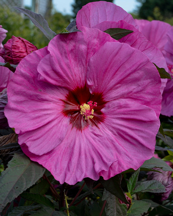 Hibiscus Summerific® ‘Berry Awesome’ (Hardy Hibiscus)