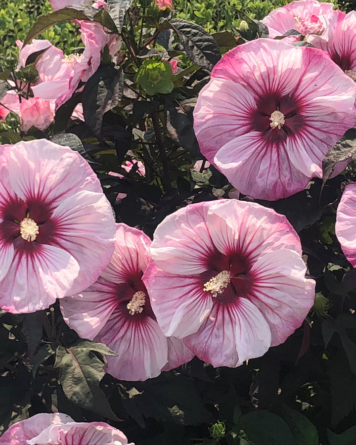 Hibiscus Summerific® ‘Cherry Choco Latte’ (Hardy Hibiscus)