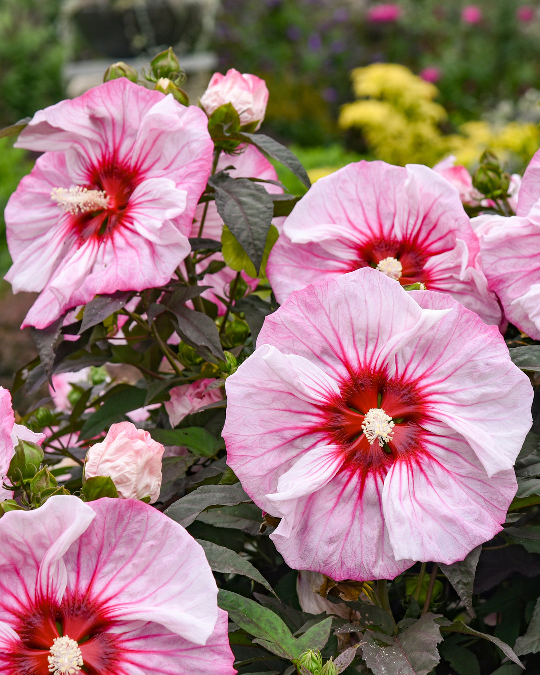Hibiscus Summerific® ‘Cherry Choco Latte’ (Hardy Hibiscus)
