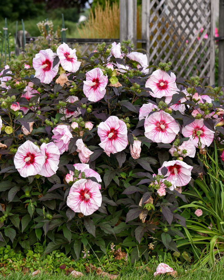 Hibiscus Summerific® ‘Cherry Choco Latte’ (Hardy Hibiscus)