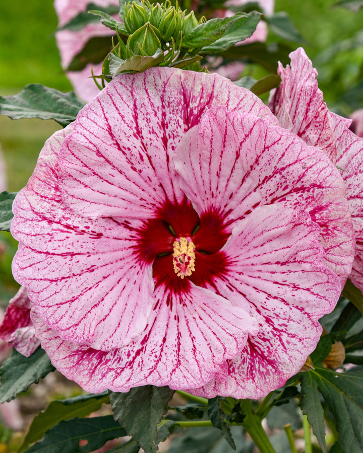 Hibiscus Summerific® ‘Glitter Bomb’ (Hardy Hibiscus)