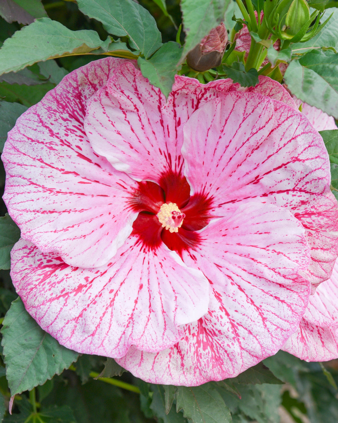 Hibiscus Summerific® ‘Glitter Bomb’ (Hardy Hibiscus)