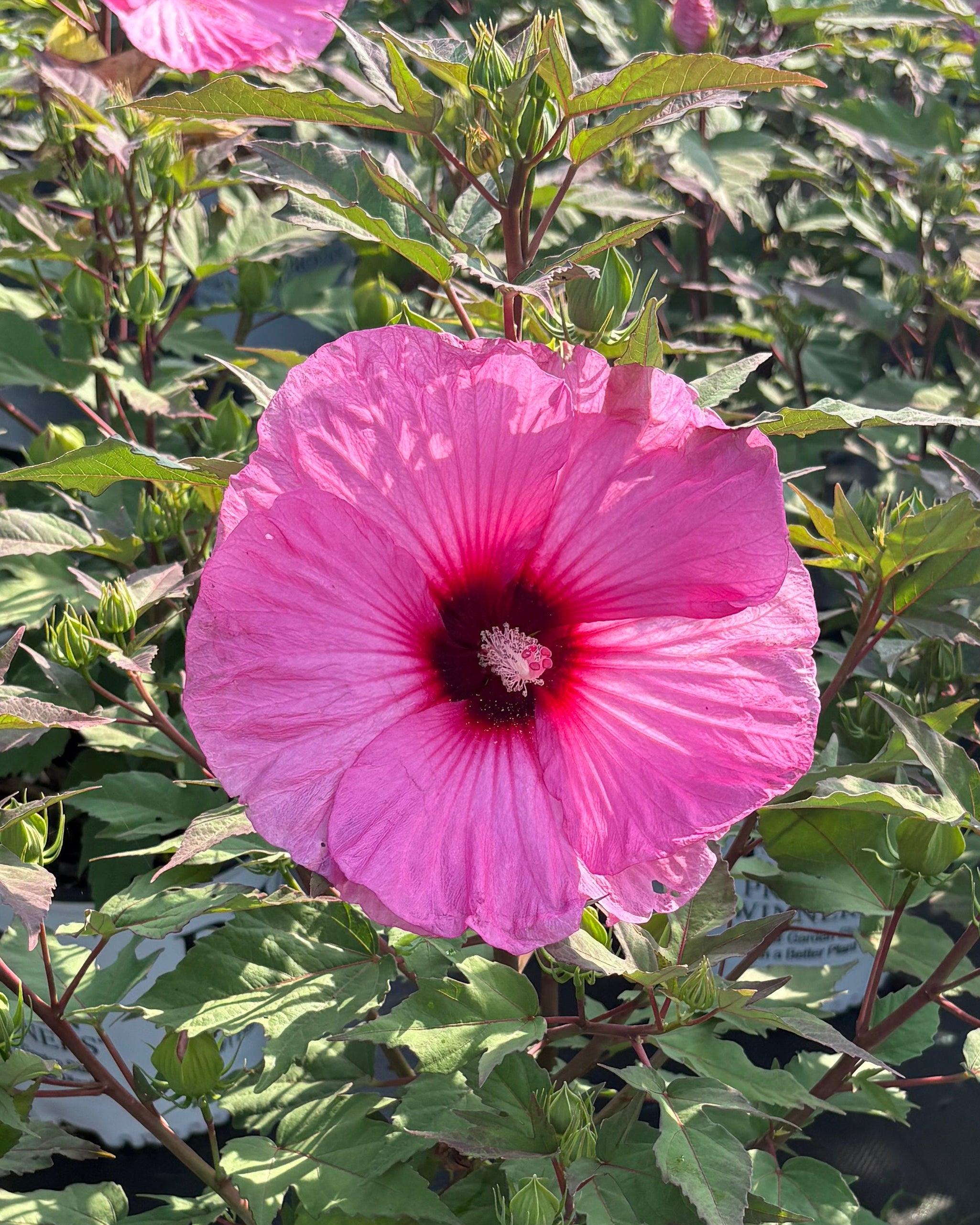 Hibiscus Summerific® 'Candy Crush' (Hardy Hibiscus) – Perennial