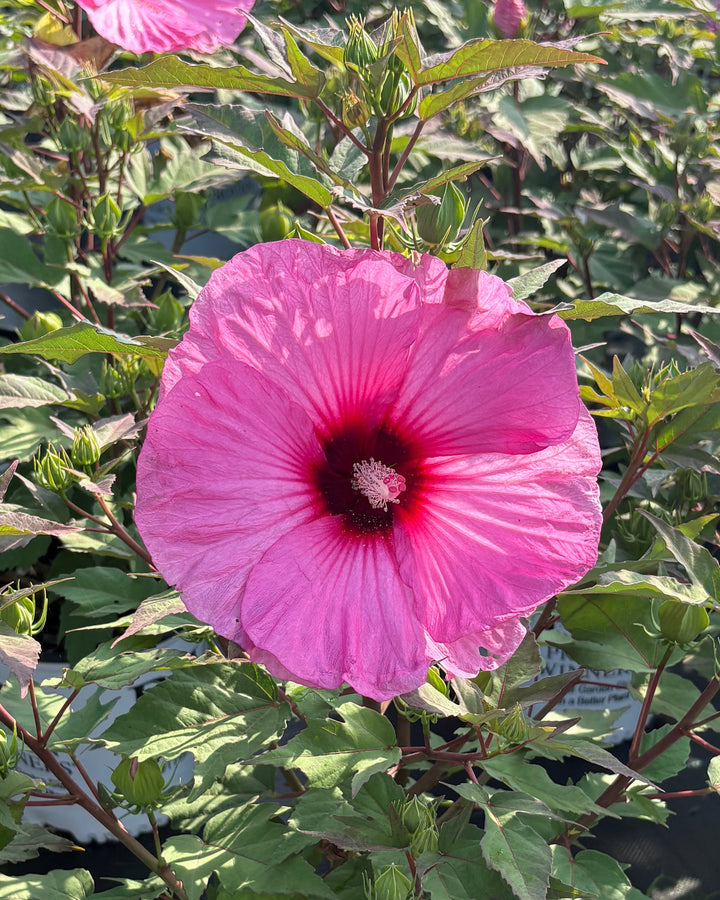 Hibiscus Summerific® 'Candy Crush' (Hardy Hibiscus)