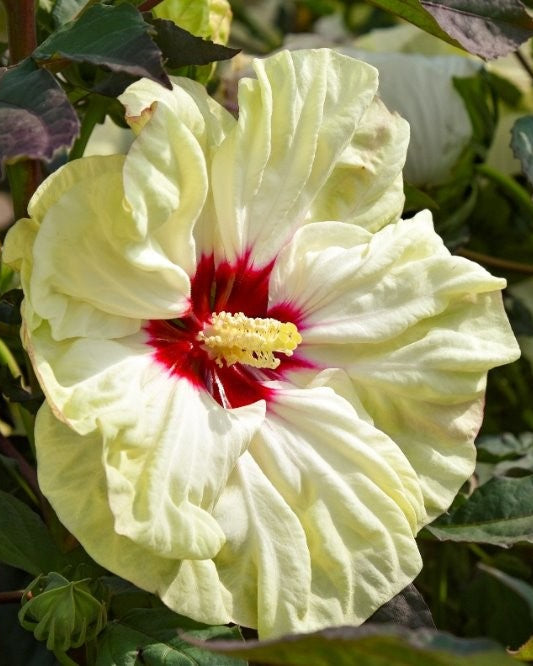 Hibiscus Summerific® ‘Coconut Cream’ (Hardy Hibiscus)