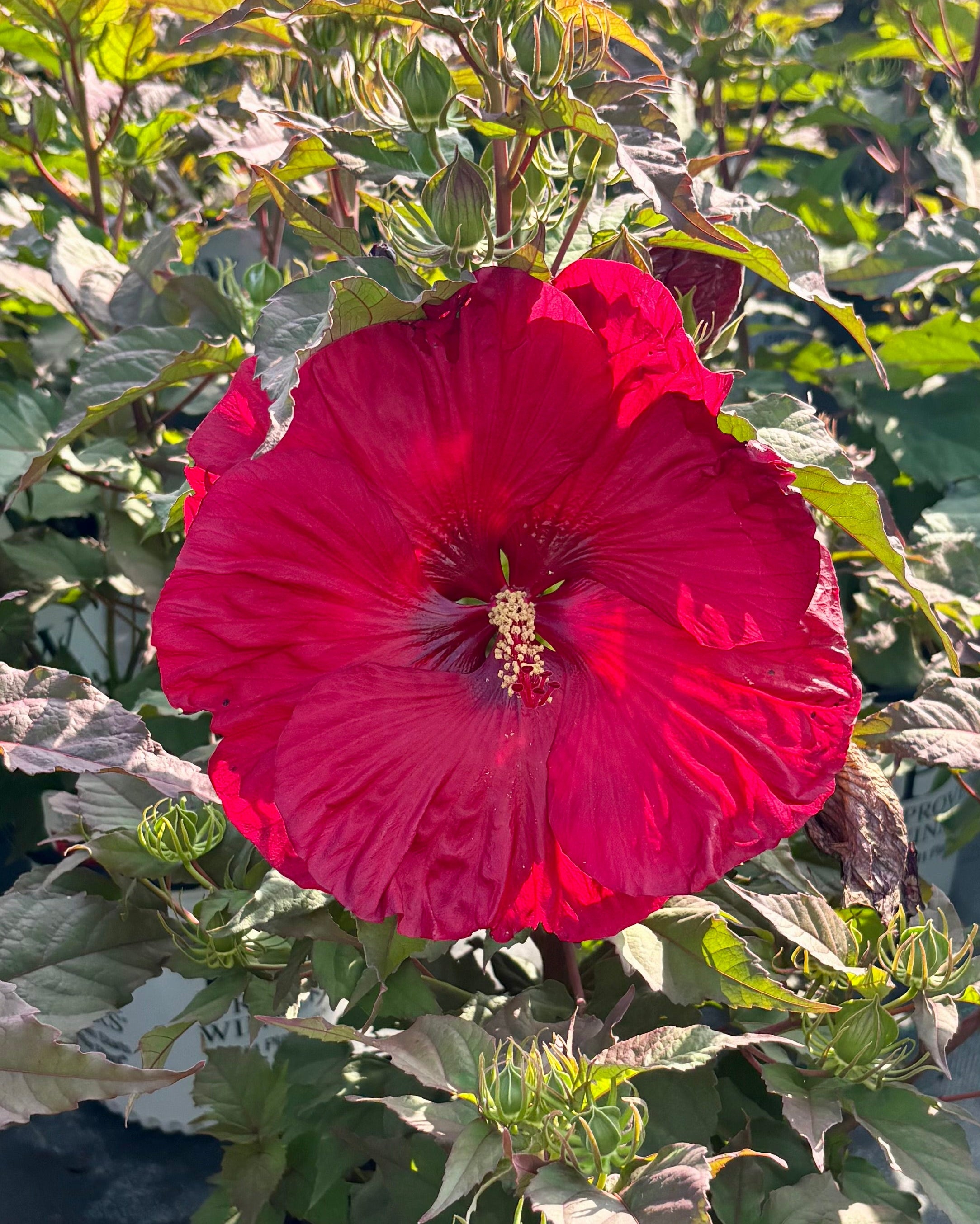 大鉢　spicygem ver.HIDE shallow Lサイズ　 スタッズ Hibiscus Summerific® 'Valentine's Crush' (Hardy Hibiscus