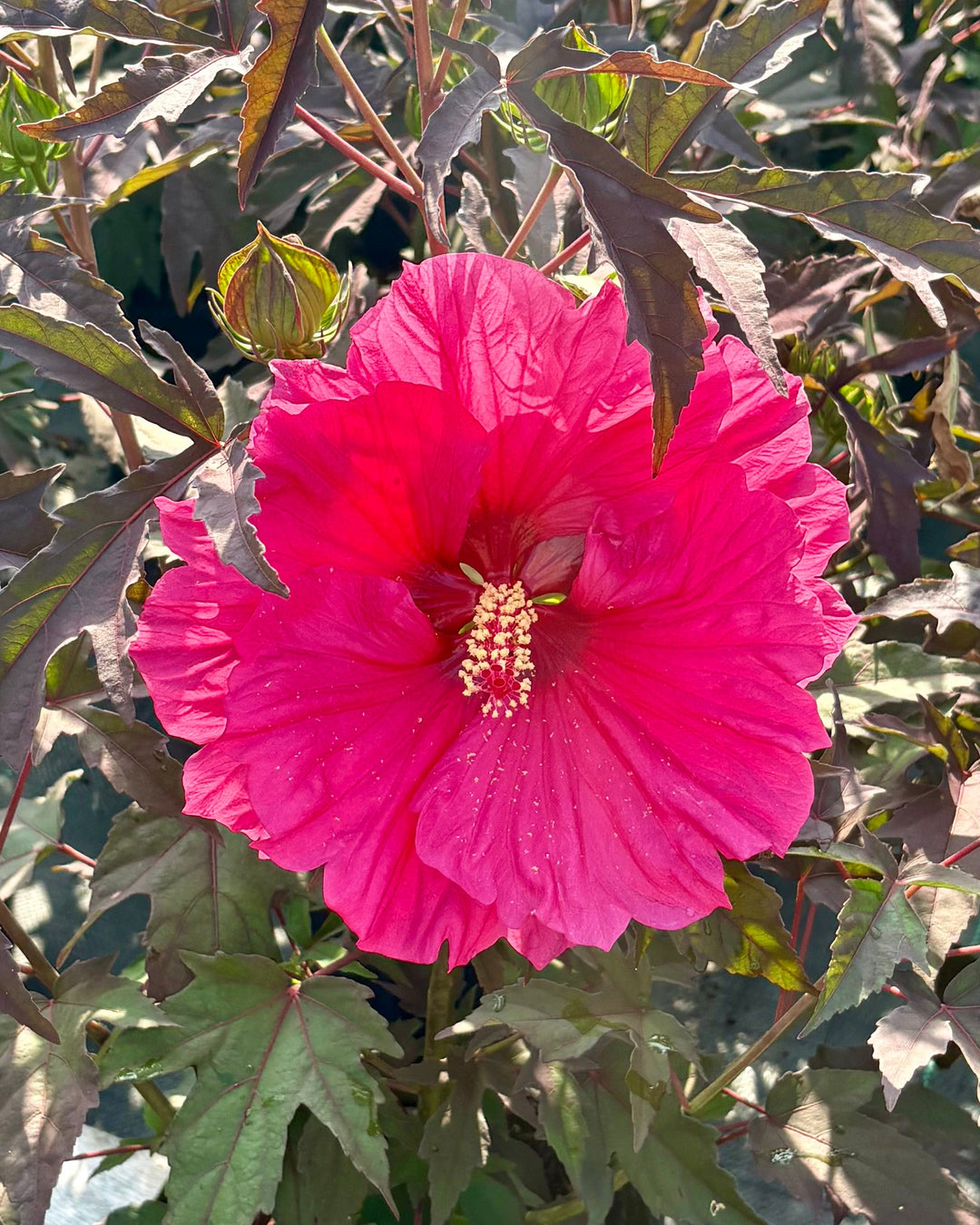 Hibiscus x 'Watermelon Ruffles' (Hardy Hibiscus)