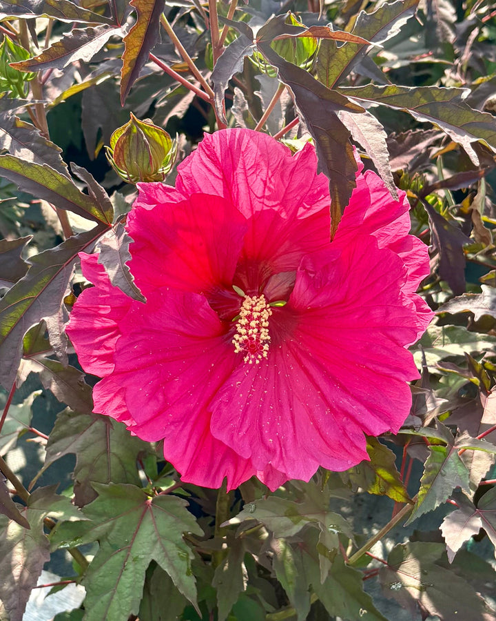 Hibiscus x 'Watermelon Ruffles' (Hardy Hibiscus)