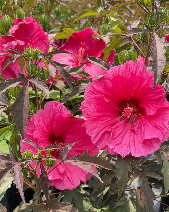 Hibiscus x 'Watermelon Ruffles' (Hardy Hibiscus)