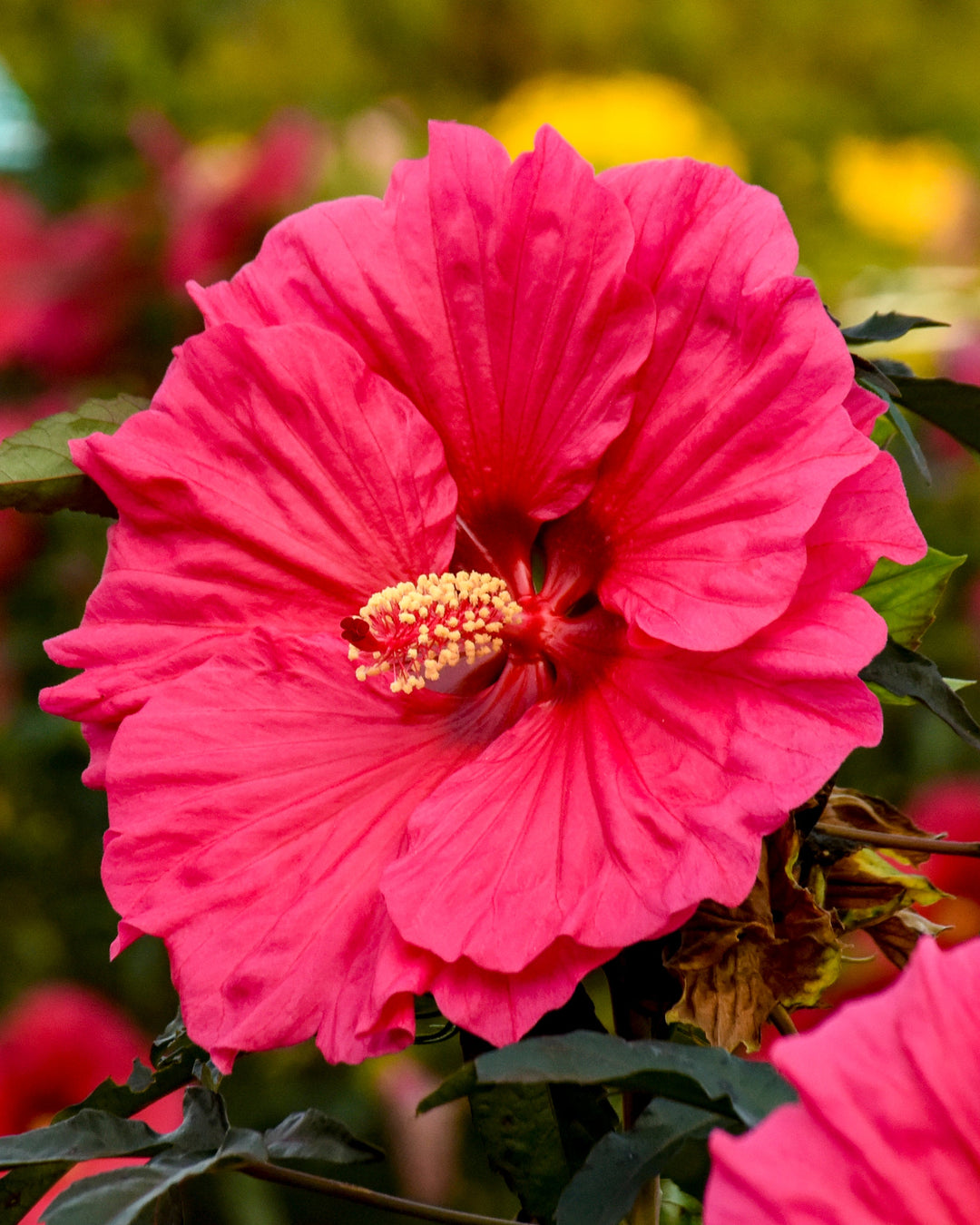 Hibiscus x 'Watermelon Ruffles' (Hardy Hibiscus)