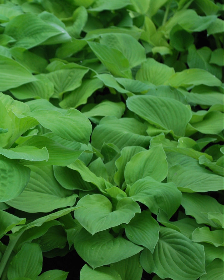 Hosta x 'August Moon' (Plantain Lily)