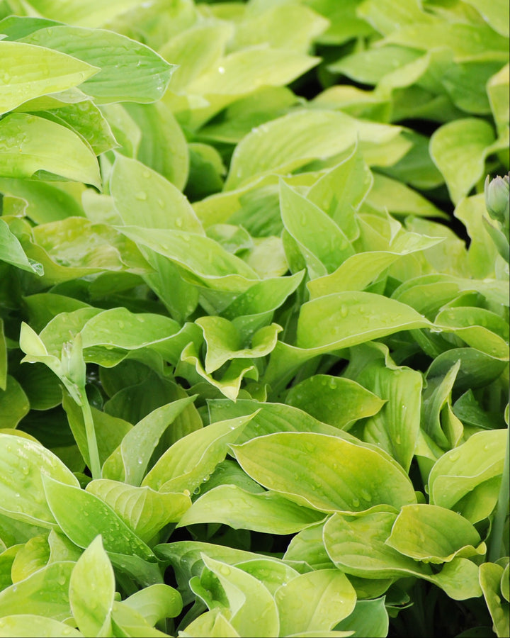 Hosta x 'August Moon' (Plantain Lily)