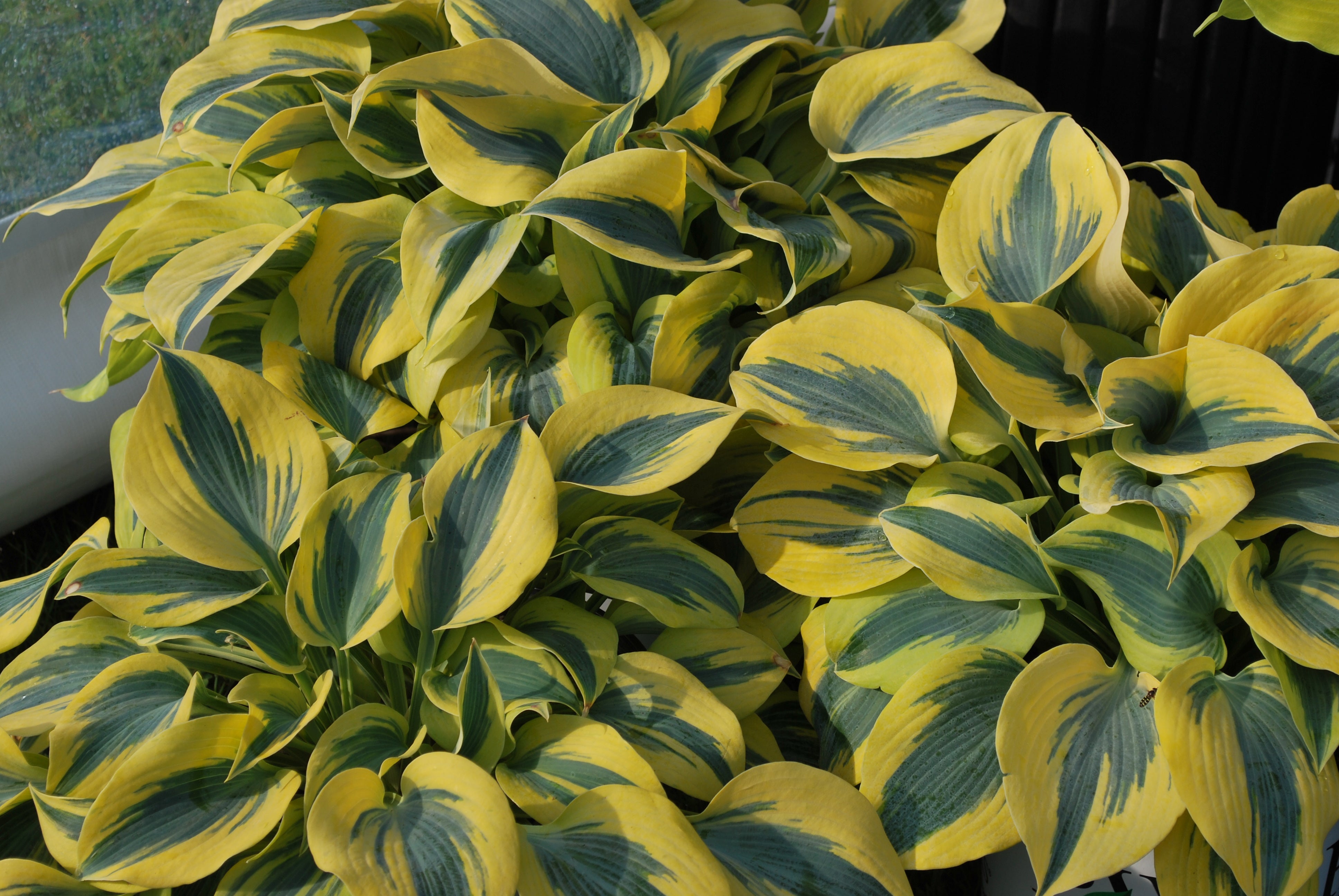 Hosta x Shadowland® 'Autumn Frost' (Plantain Lily) – Perennial