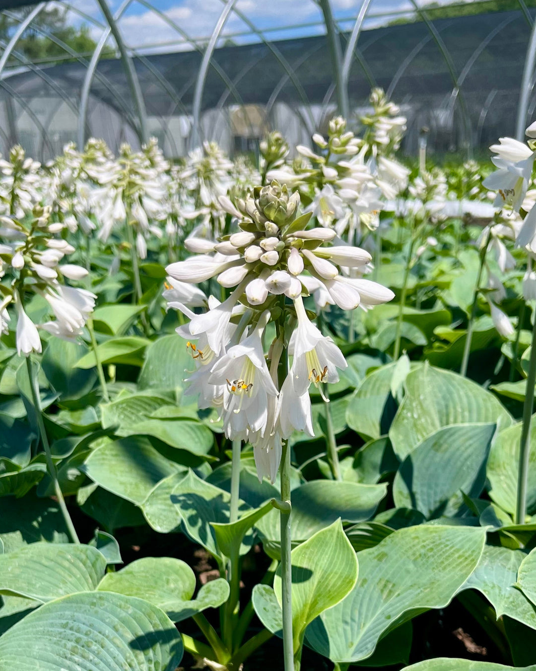 hosta white feather plantain lily Hosta sieboldiana 'Elegans' (Plantain Lily) – Perennial Farm Marketplace