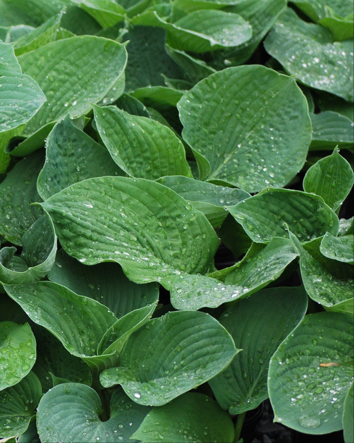 Hosta sieboldiana 'Elegans' (Plantain Lily)
