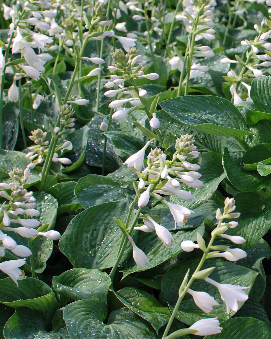 hosta jardin perennials lily flower Hosta sieboldiana 'Elegans' (Plantain Lily) – Perennial Farm Marketplace
