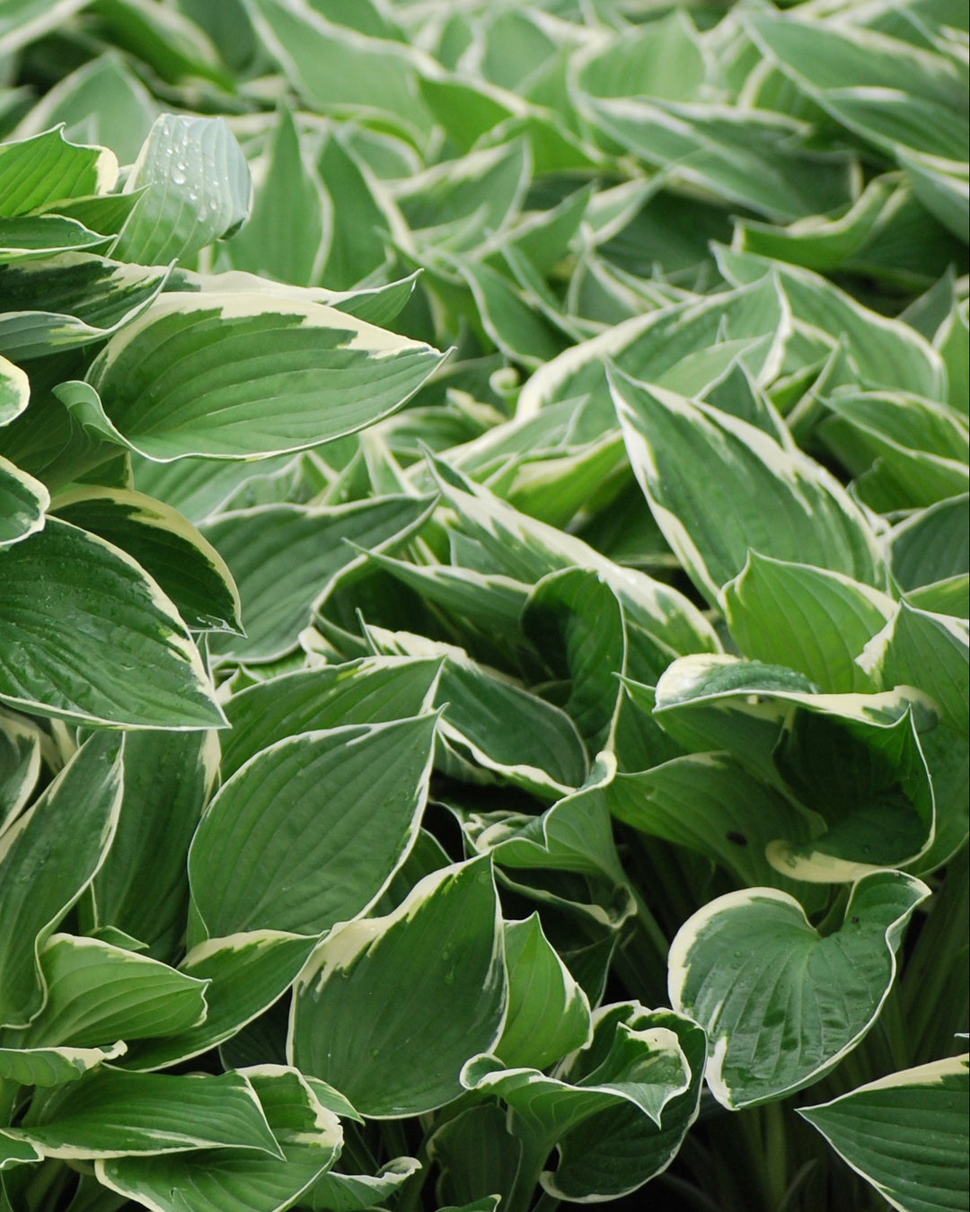 Hosta x 'Francee' (Plantain Lily)