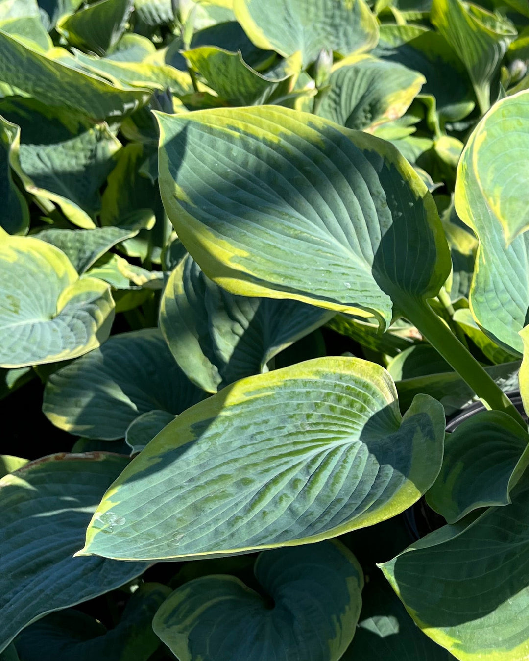 Hosta sieboldiana 'Frances Williams' (Plantain Lily)