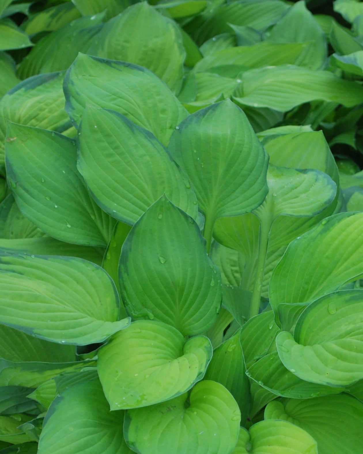 Hosta x 'Gold Standard' (Plantain Lily) – Perennial Farm Marketplace