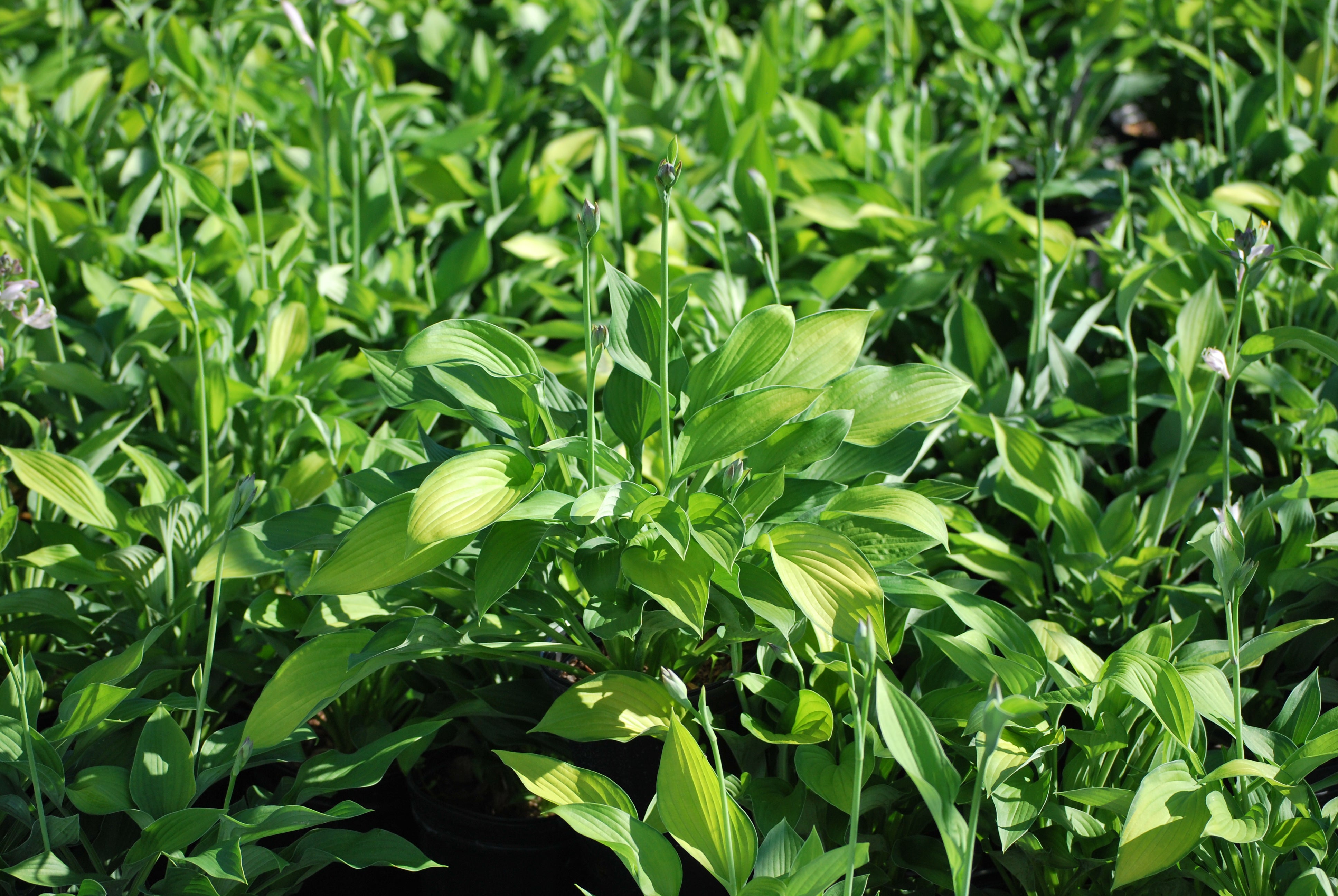Hosta x 'Gold Standard' (Plantain Lily) – Perennial Farm Marketplace